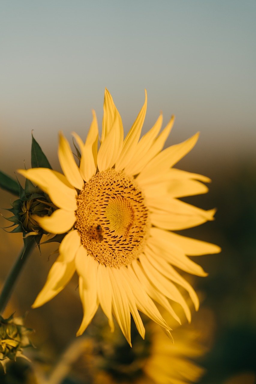 sunflower-9373246_1280.jpg