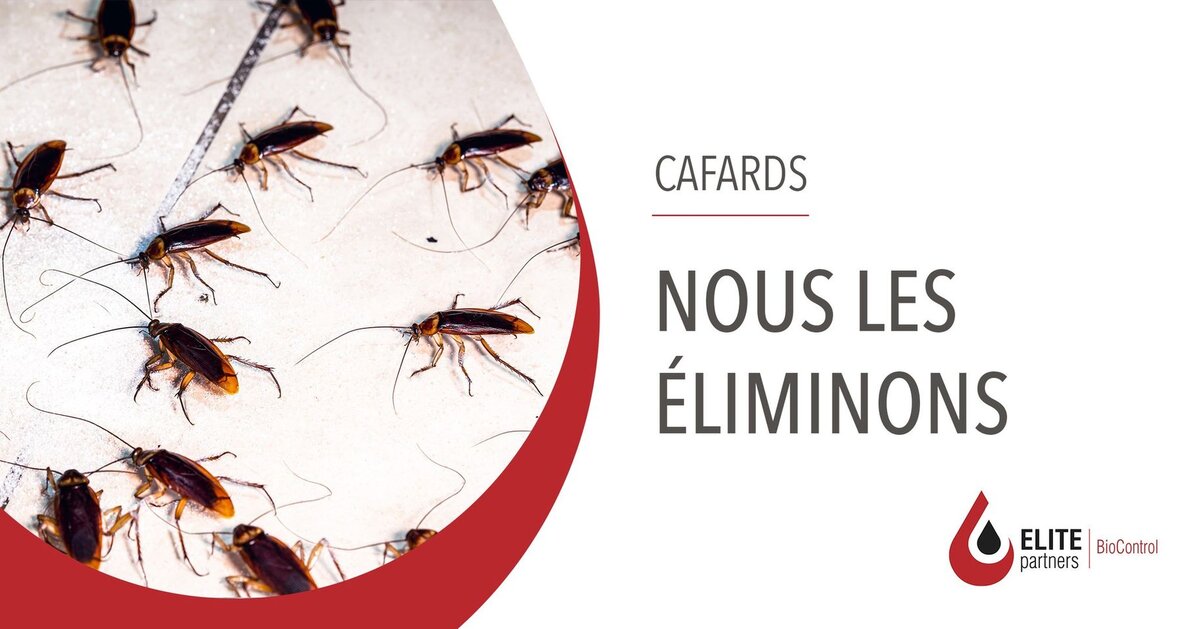 417411265_883360707128277_1992895567180226715_n (1).jpg